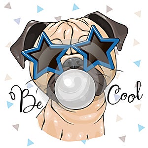 Pug dog with sun glasses in the shape of stars and bubblegum