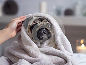 Pug dog after taking a shower, cute wet pug dog sitting after shower on bed, pets grooming and washing.