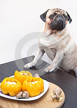 Pug Dog tries not to look at the delicious food.