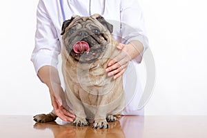 Pug is a dog, the veterinarian inspects