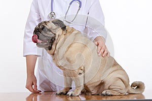 Pug is a dog, the veterinarian inspects