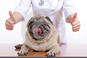 Pug is a dog, the veterinarian inspects