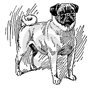 Pug Dog, vintage illustration