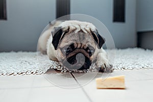 Pug dog waiting for a permission to eat cheese on the kitchen.