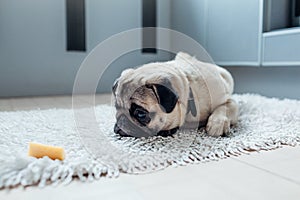 Pug dog waiting for a permission to eat cheese on the kitchen.