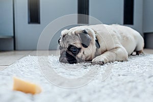 Pug dog waiting for a permission to eat cheese on the kitchen.