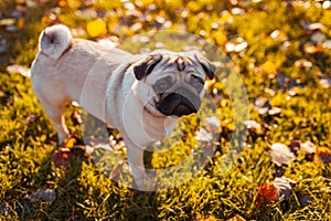 Pug dog walking in autumn park. Happy puppy standing on grass. Dog resting