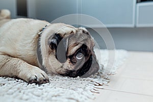 Pug dog was punished and left alone on the kitchen