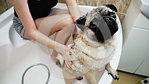 Pug dog washing. The girl bathes the cute pug in the bathroom.