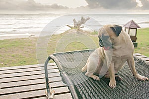 Pug dog watching the summer vacation view on the beach, thinking