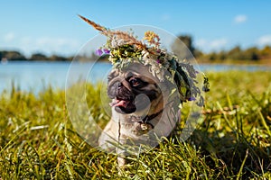 Pug dog wearing flower wreath by lake. Happy puppy chilling outdoors sitting on spring field showing tongue