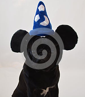 Pug dog wearing mouse ears