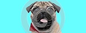 Pug dog wearing red bowtie, eyeglasses, sticking out his tongue