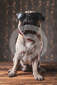 Pug dog wearing sunglasses sitting and posing with cool attitude