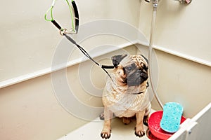 A pug dog with wet fur is sitting in the grooming bathroom next to a shampoo bowl and a washcloth