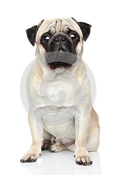 Pug dog on white background photo