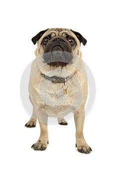 Pug dog on white background