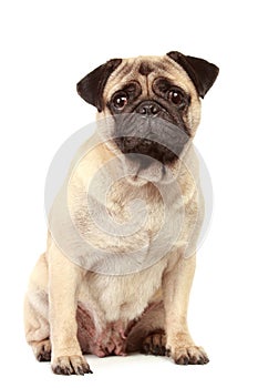 Pug dog on white background