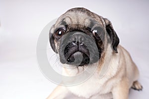 Pug, dog on white background. Cute friendly fat chubby pug puppy. Pets, dog lovers, isolated on white.