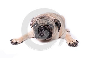 Pug, dog on white background. Cute friendly fat chubby pug puppy. Pets, dog lovers, isolated on white.