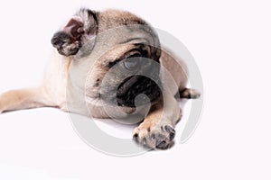 Pug, dog on white background. Cute friendly fat chubby pug puppy. Pets, dog lovers, isolated on white.