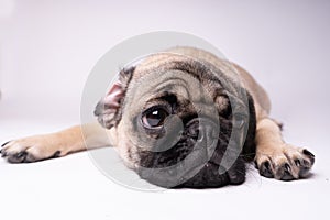 Pug, dog on white background. Cute friendly fat chubby pug puppy. Pets, dog lovers, isolated on white.