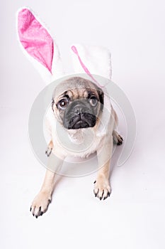 Pug, dog on white background. Cute friendly fat chubby pug puppy. Pets, dog lovers, isolated on white.