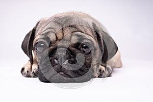 Pug, dog on white background. Cute friendly fat chubby pug puppy. Pets, dog lovers, isolated on white.