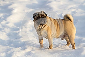 Pug dog on white snow