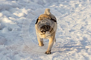Pug dog on white snow