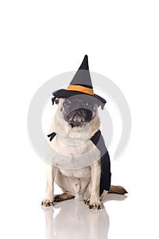 Pug dog in witch costume