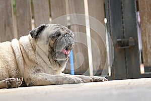 Pug dog yawning. Bored or tired. Locked gate at the background