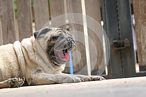 Pug dog yawning. Bored or tired. Locked gate at the background