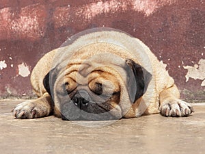 Pug dogs sleep comfortably on the concrete floor.