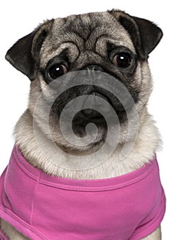 Pug dressed in pink, 7 months old
