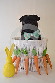 Pug in easter basket