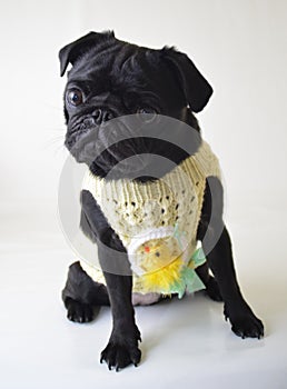 Pug with easter sweater photo