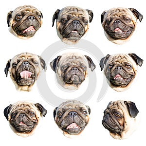 Pug emoji. Set of portraits of a pug dog with different muzzle expressions