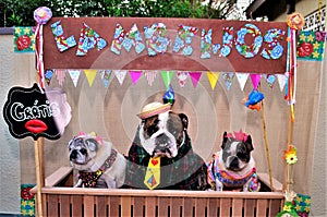 Fun of dogs dressed as rednecks in the free kissing booth `Lambeijos`