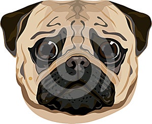 Pug face illustration