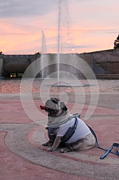 Pug, Fat, Cute, Smile, Funny, Sitting at the Outdoor Floor At the park Twilight