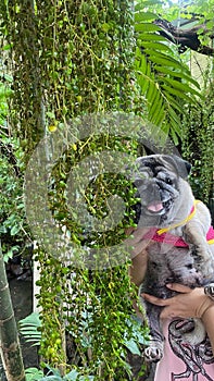 Pug, fat dog in the garden, Dave leaf, tropical nature concept
