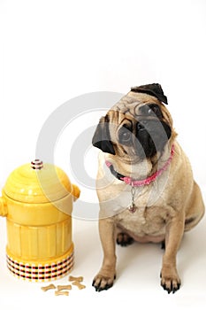 Pug & Fire Hydrant