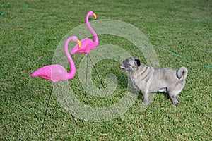 Pug and flamingos