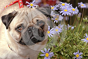 Pug in a flower field