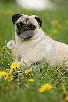 Pug in flowers