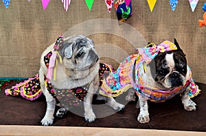 A pug and a french bulldog with colorful dress for country party