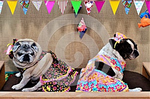 The pug and the French bulldog in a colorful redneck dress and bow on the head at the junina party dog stall