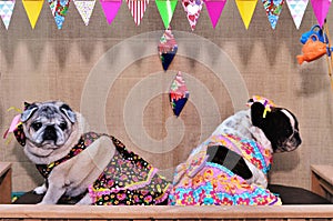 A pug and a french bulldog in a country dress at the junina party of dogs