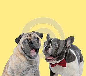Pug and french bulldog dogs sticking out tongue happy